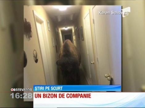 Un bizon, animal de companie!