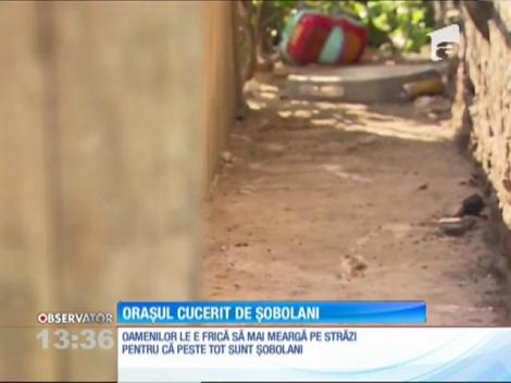 Șobolanii au invadat străzile şi subsolurile blocurilor unui oraș din apropiere de New York