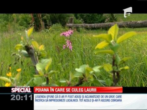 Special! În Cărpinet există o rezervație unică în România. Acolo este singurul loc în care cresc lauri
