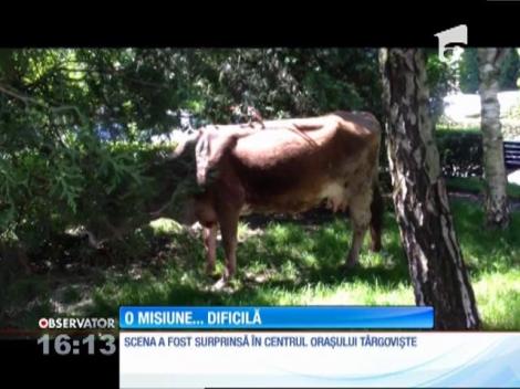Misiunea "Vaca" le-a dat mari bătăi de cap poliţiştilor locali din Târgovişte