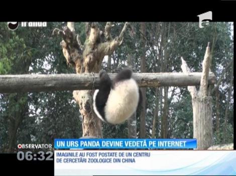 Un urs panda, vedetă pe internet