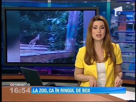 Meci de box între un cangur şi un îngrijitor de la zoo