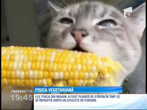 O pisică este înnebunită după porumbul fiert!