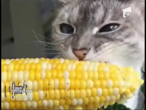 Pisica care mănâncă porumb