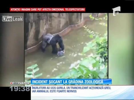 Un copil a căzut în sanctuarul gorilelor, la o grădina zoologică din oraşul american Cincinnati