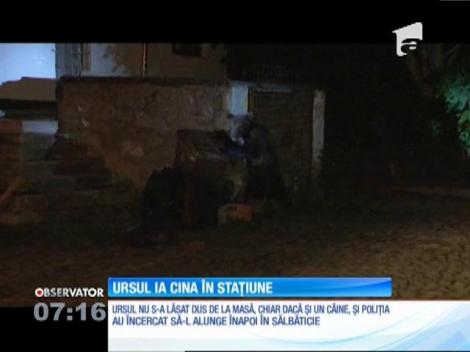 Un urs înfometat a coborât din pădure să caute mâncare în tomberoanele din Sinaia