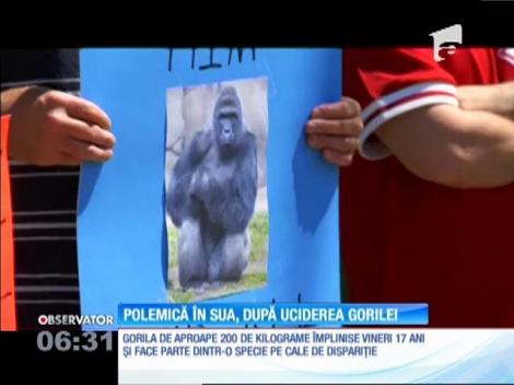 Polemici în SUA, după uciderea gorilei care ameninţa un copil ajuns în ţarcul ei