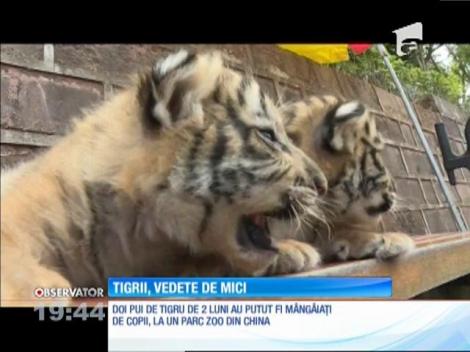 Doi pui de tigru au cucerit inimile îngrijitorilor de la o grădină zoologică din China