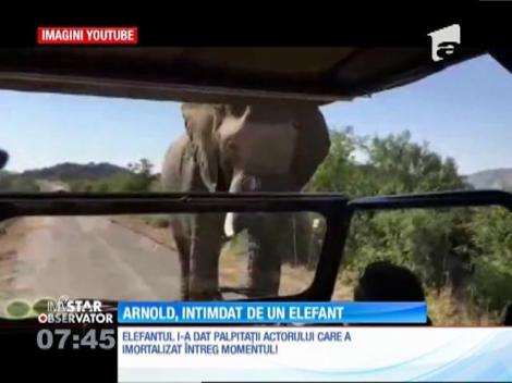 Arnold Schwarzenegger, la un pas să fie atacat de un elefant!