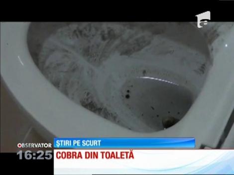 Cobra din toaletă