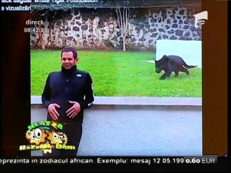 Smiley News: Bagheera, pantera neagră din "Cartea Junglei"