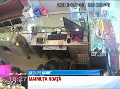 Magazin de bijuterii jefuit de o maimuță