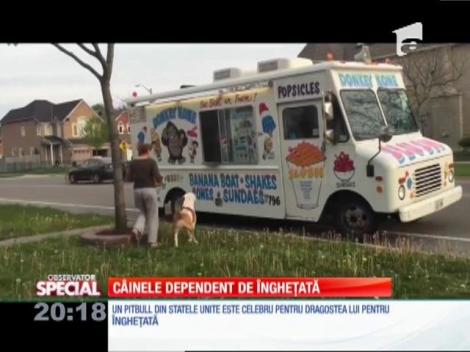 Special! Câinele dependent de îngheţată