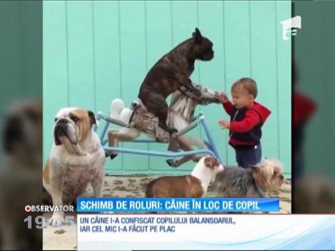 Schimb de roluri: câine în loc de copil!