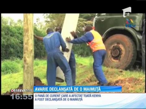 Pană de curent naţională provocată de o maimuță!