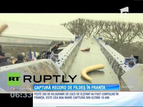 Captură record de fildeş, în Franţa