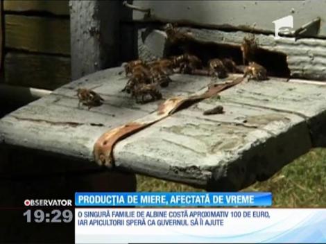 Producţia de miere, afectată de vreme. Mii de roiuri au murit de foame!