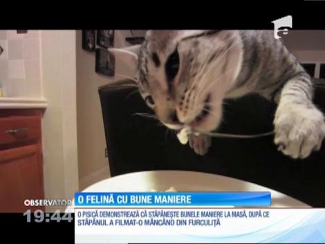 O pisică cu bune maniere. Mănâncă direct din furculiţă!