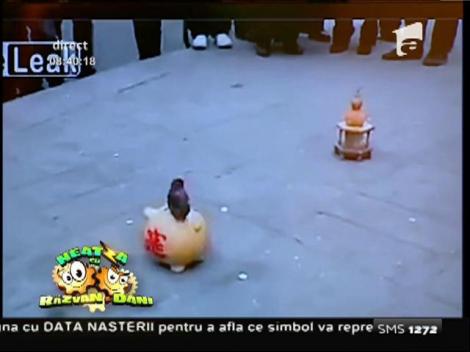 Smiley News: Păsărica cerşetoare ce adună banii de la oameni