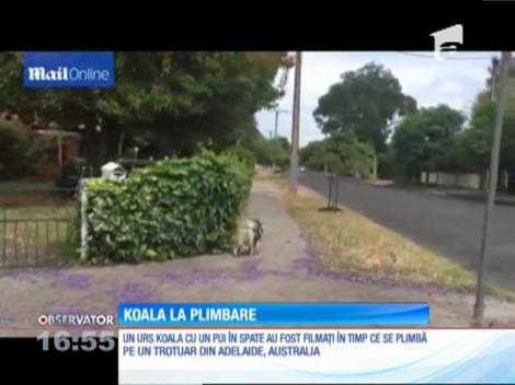 O mamă Koala care îşi cară puiul în spate, la plimbare pe o stradă dintr-un oraş australian