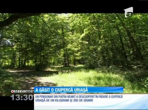 Un pensionar din Piatra Neamț a găsit o ciupercă de 1,200 de grame