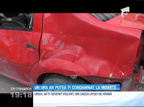 Ursul din Argeş, care a a devastat mai multe maşini, riscă să fie împuşcat