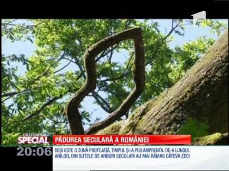 SPECIAL! Pădurea seculară a României