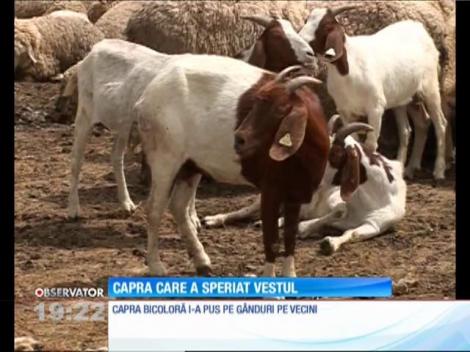 O capră deosebită este senzaţia unei localităţi din Timiş