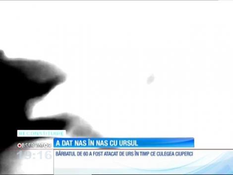 Un urs a sfâşiat un bărbat, într-o zonă turistică din Braşov