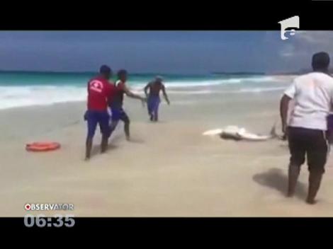 Câţiva salvamari au scos un rechin din apă cu forţa