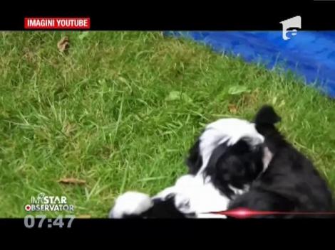 Bucurie la Casa Regală! Printul William şi Ducesa de Cambridge își măresc familia cu un nou membru