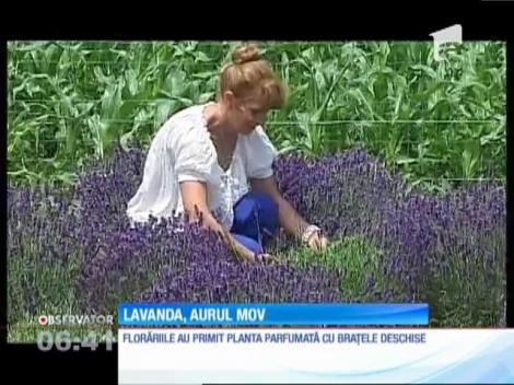 O tânără din Vrancea a făcut o pasiune pentru cultivarea de lavandă