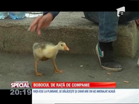 Special! Boci, rața de companie, este mascota cartierului în care locuiește proprietarul ei