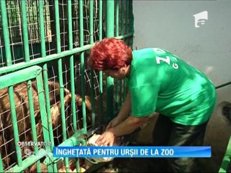 Urşii din Parcul Zoo Gabroavele, răsfățați cu înghețată