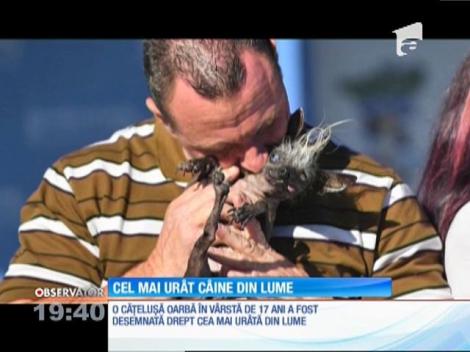 O cățelușă oarbă în vârstă de 17 ani a fost desemnată cea mai urată din lume