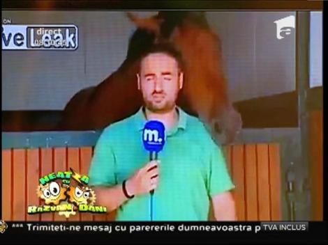 Smiley News: Interviu cu un cal