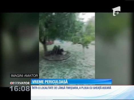 Prăpăd în Timiş. Gheaţa cât oul de porumbel a distrus recolta