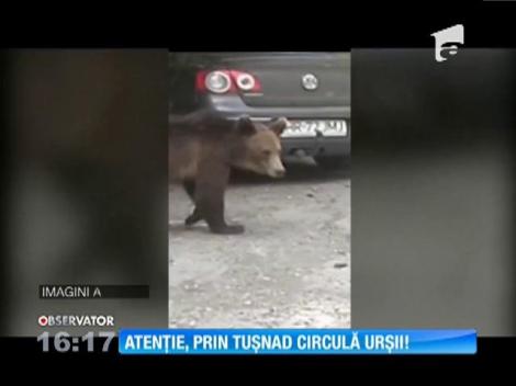 Urşii fac legea în Staţiunea Tuşnad Băi. Localnicii fac haz de necaz