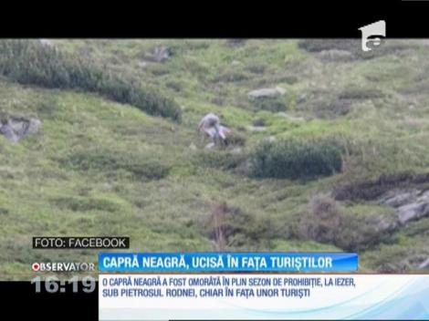 Capră neagră împuşcată de braconieri chiar în faţa unor turişti!