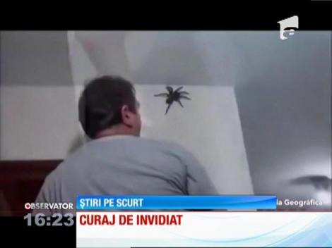 Momente de infarct. A descoperit în apartament un păianjen uriaş!