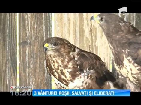 Trei vânturei roşii, o specie de şoim comună în Europa, salvaţi şi eliberaţi