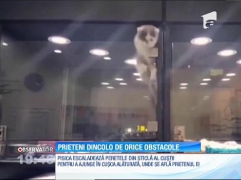 Doi pui, prieteni dincolo de orice obstacole