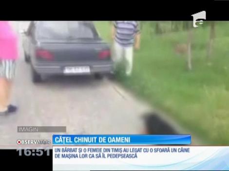 Imagini şocante! Cățel chinuit de oameni