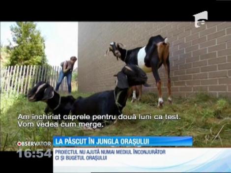 La păscut în jungla orașului New York