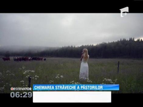 O tânără din Suedia adună vitele de pe câmp cu un cântec