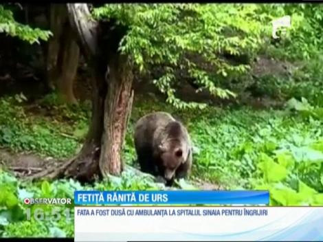 Fetiță rănită de urs în zona Valea Cerbului, spre Gura Diham