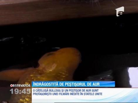 O relaţie neobişnuită &icirc;ntre un c&acirc;ine şi un peştişor auriu