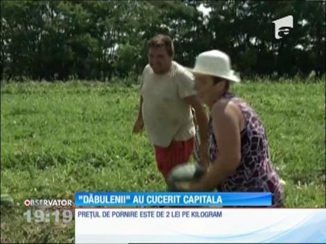 Seceta a redus la jumătate producţia de pepeni de Dăbuleni în 2016