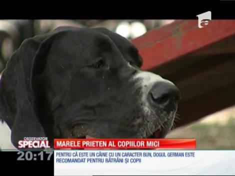 Special! Dogul german este recomandat pentru bătrâni şi copii