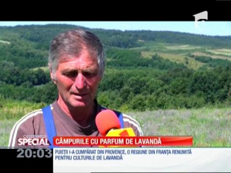 Special! Dealurile Bihorului, câmpurile cu parfum de lavandă